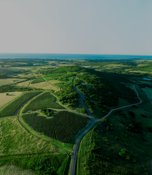 BOUZA Bodega las espinas